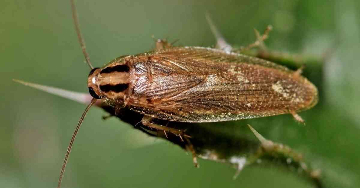 Combat German Cockroaches with a German Roach Killer